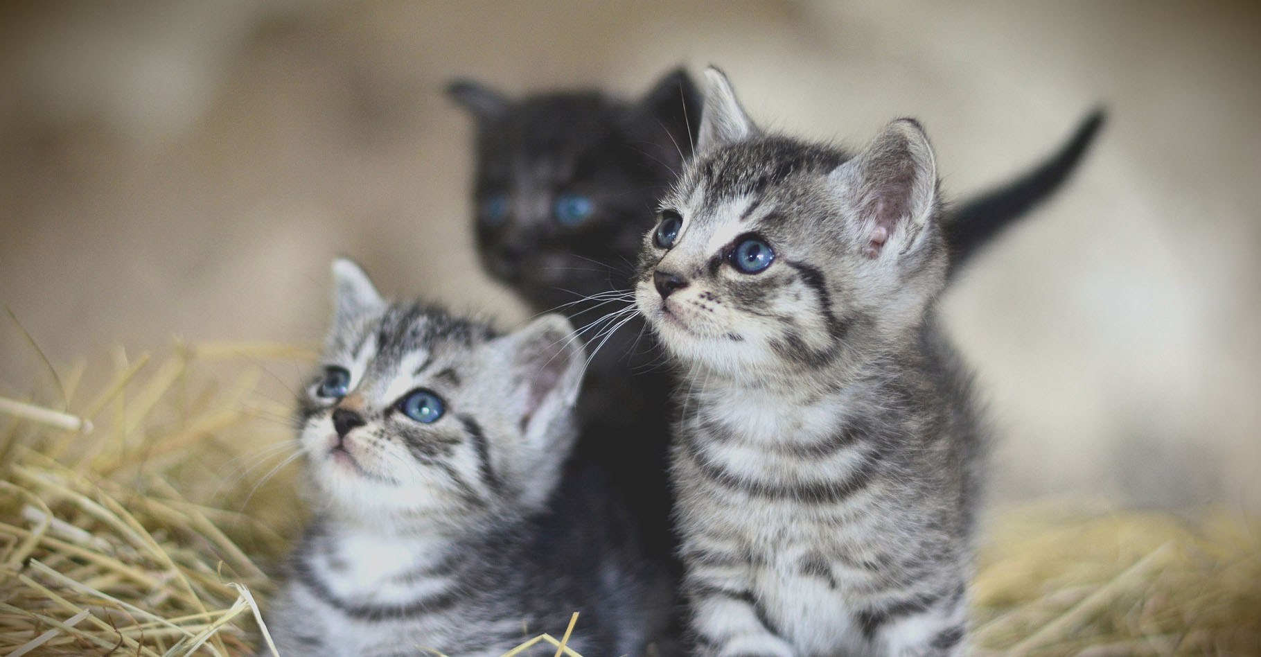 Adorables chatons. © Congerdesign, Pixabay, DP